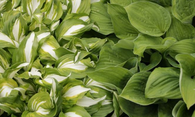 hosta.JPG